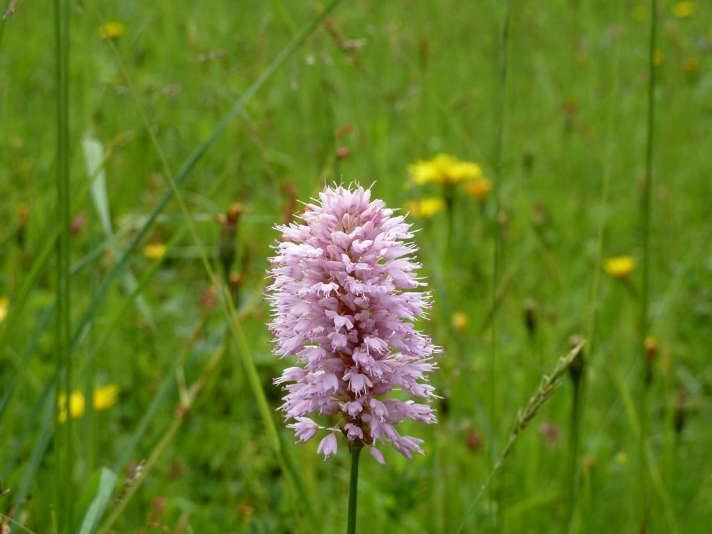 Rosarote Schönheit