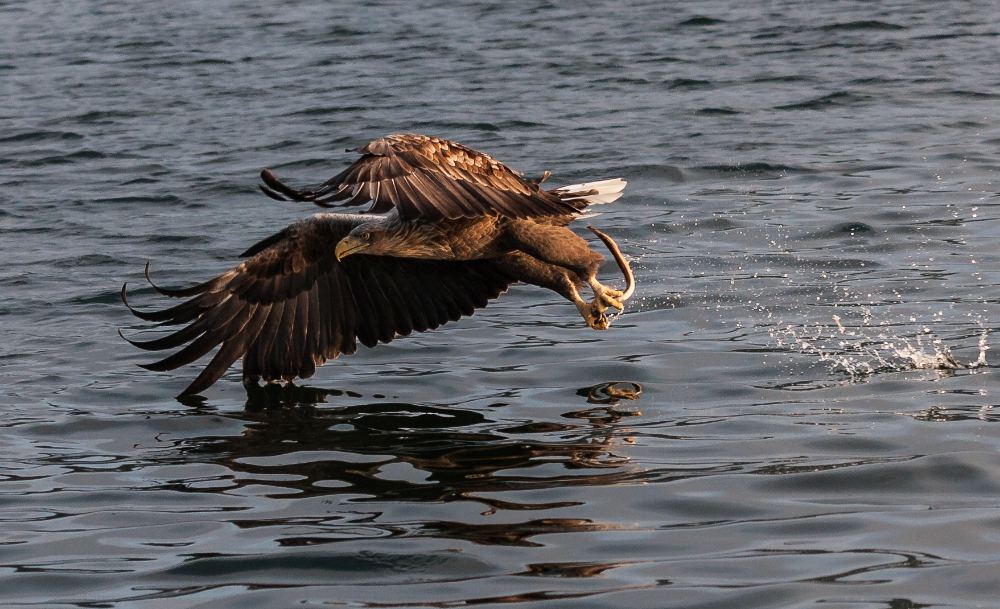 Seeadler