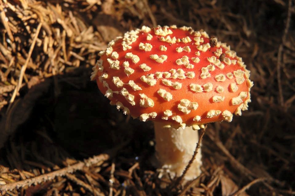 Pilz