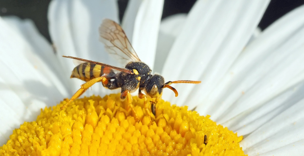 Wespenbiene - Nomada fucata
