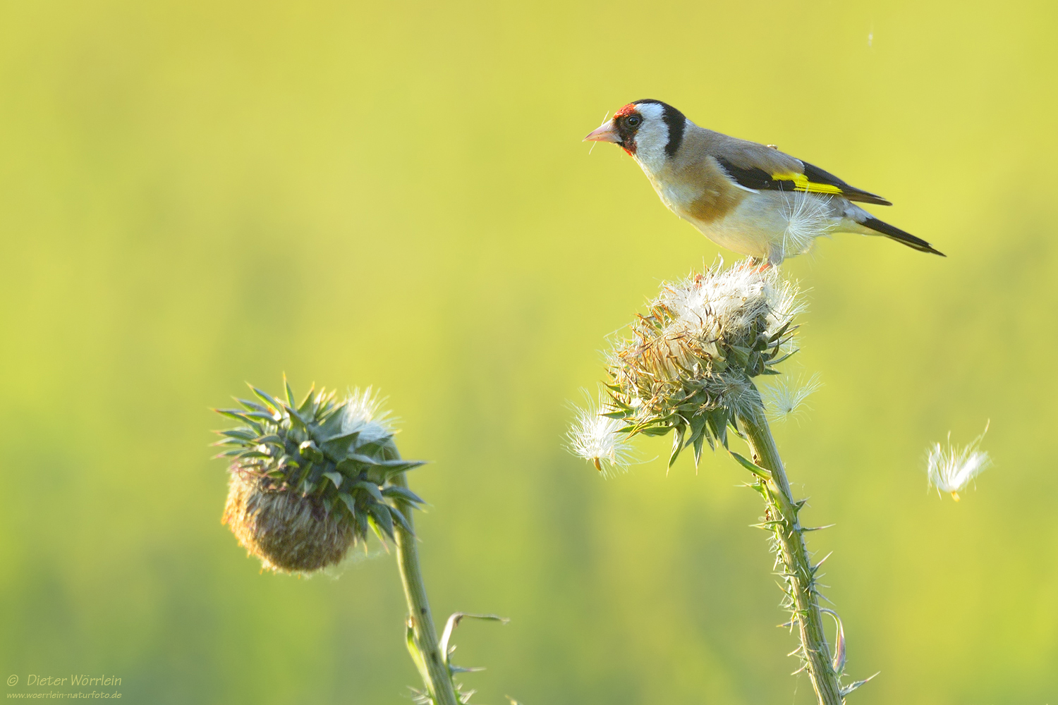 Vogel des Jahres 2016