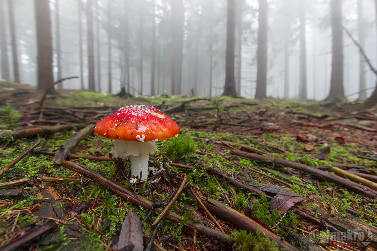 Fliegenpilz im Nebelwald