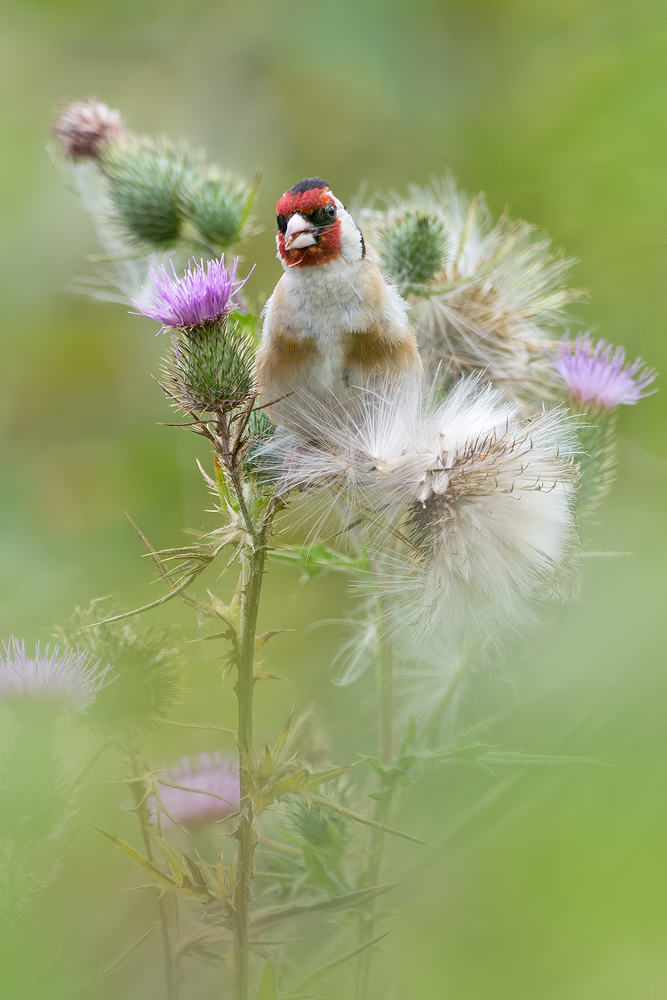 Vogel des Jahres 2016