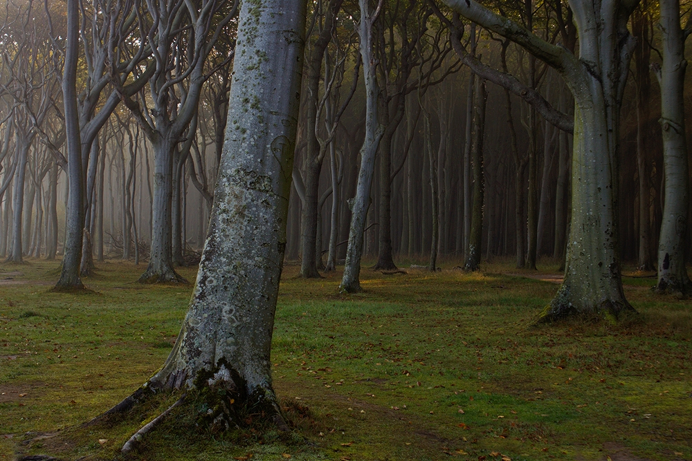 Gespensterwald II