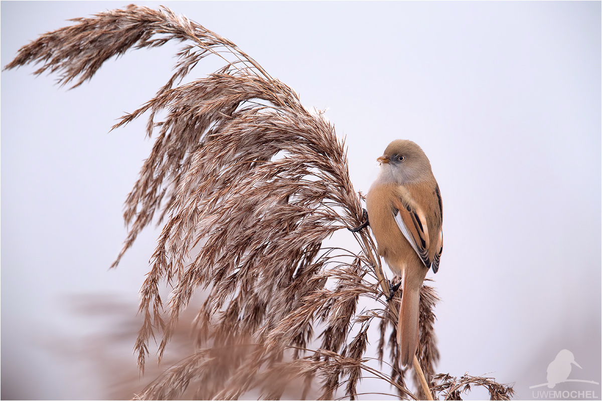 Bartmeise (Panurus biarmicus) - weiblich
