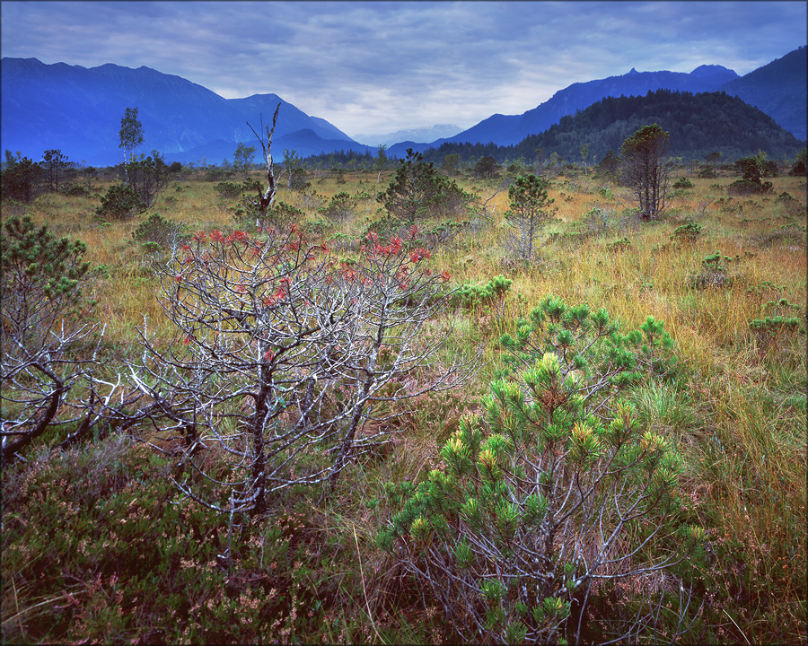 Farben im Moor