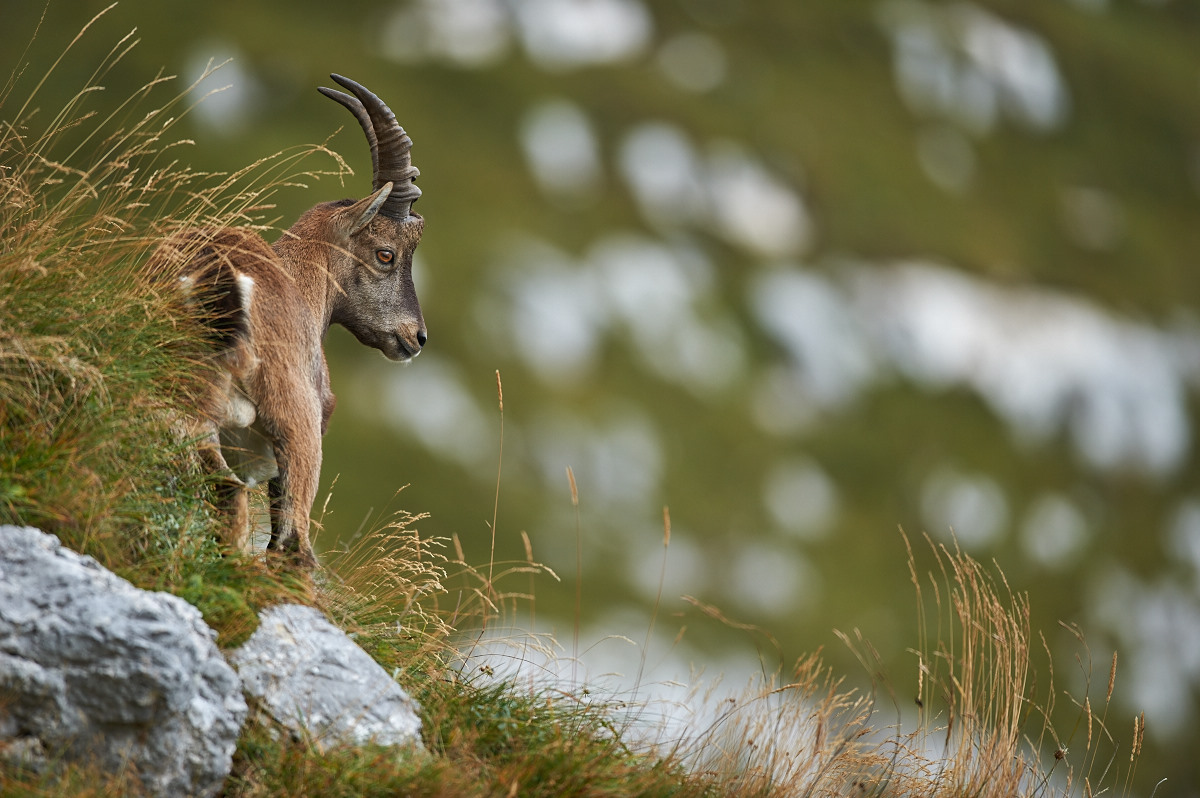 Junger Steinbock