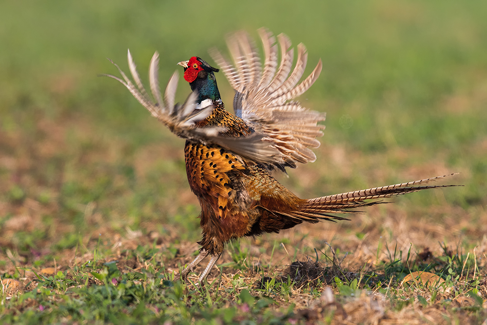 Fasan (Phasianus colchicus)