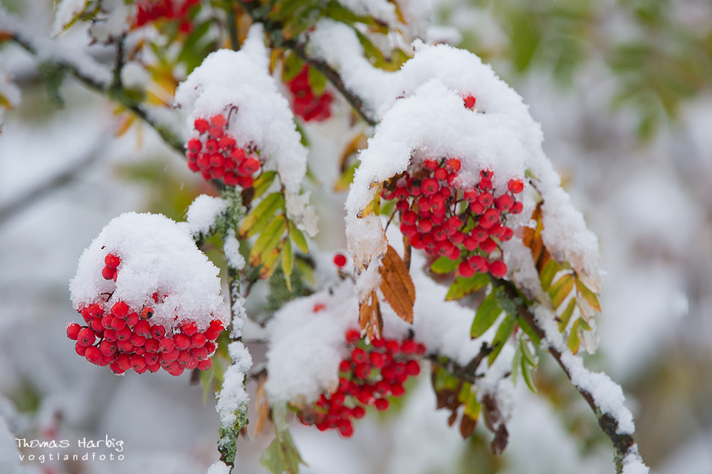 früher Schnee