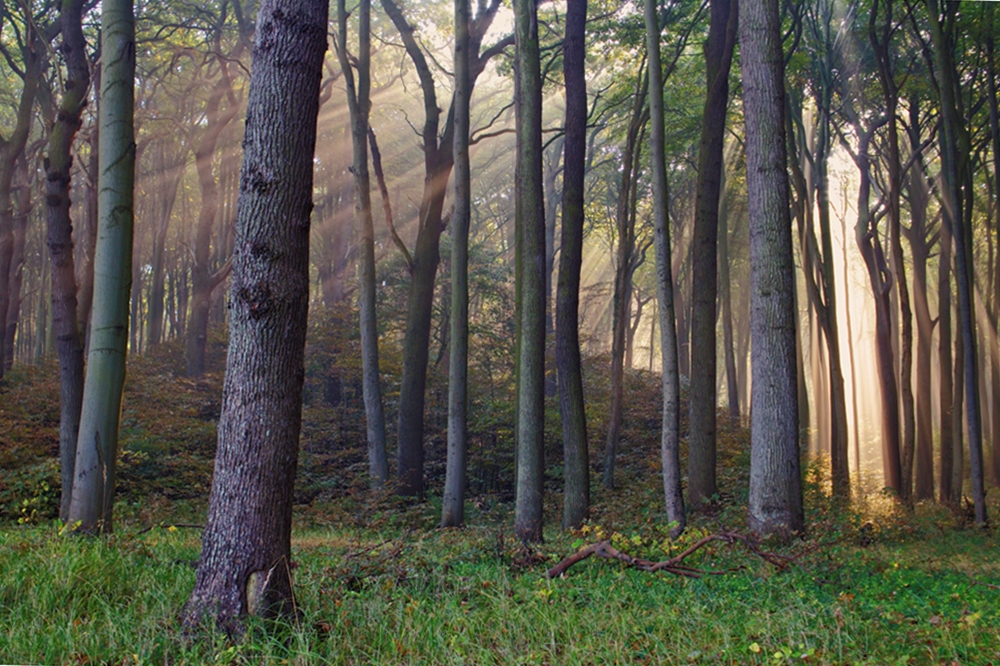 Gespensterwald, das letzte...