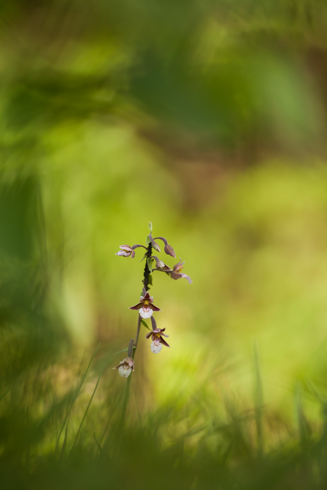 Eine lausige Orchidee!