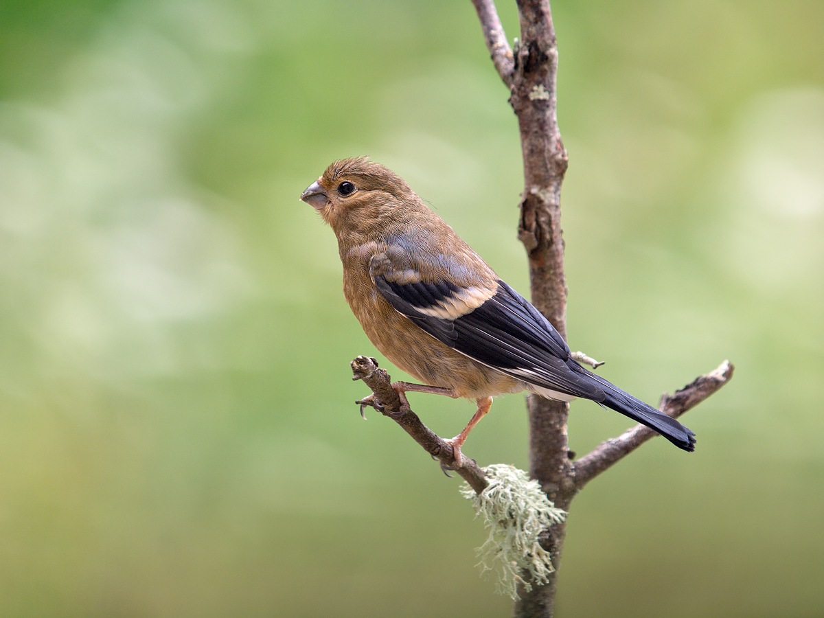 ein juveniler Dompfaff