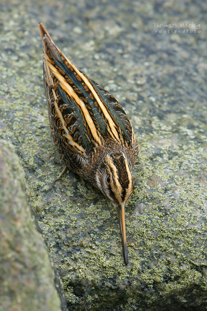 Zwergschnepfe