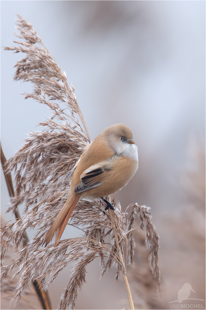 Bartmeise (Panurus biarmicus) - weiblich