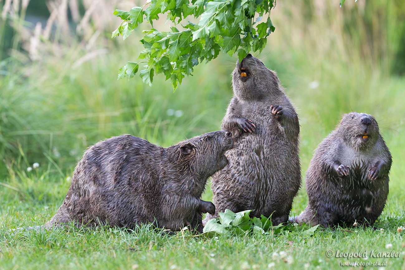 Familie Biber...