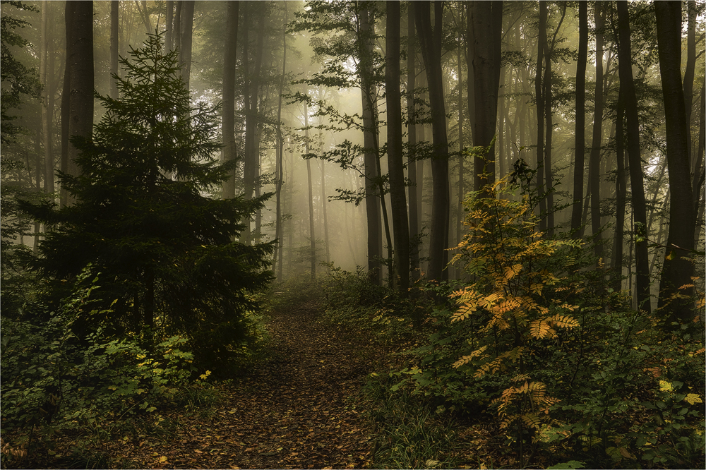 Nebelige Herbststimmung am Isarhochufer ...
