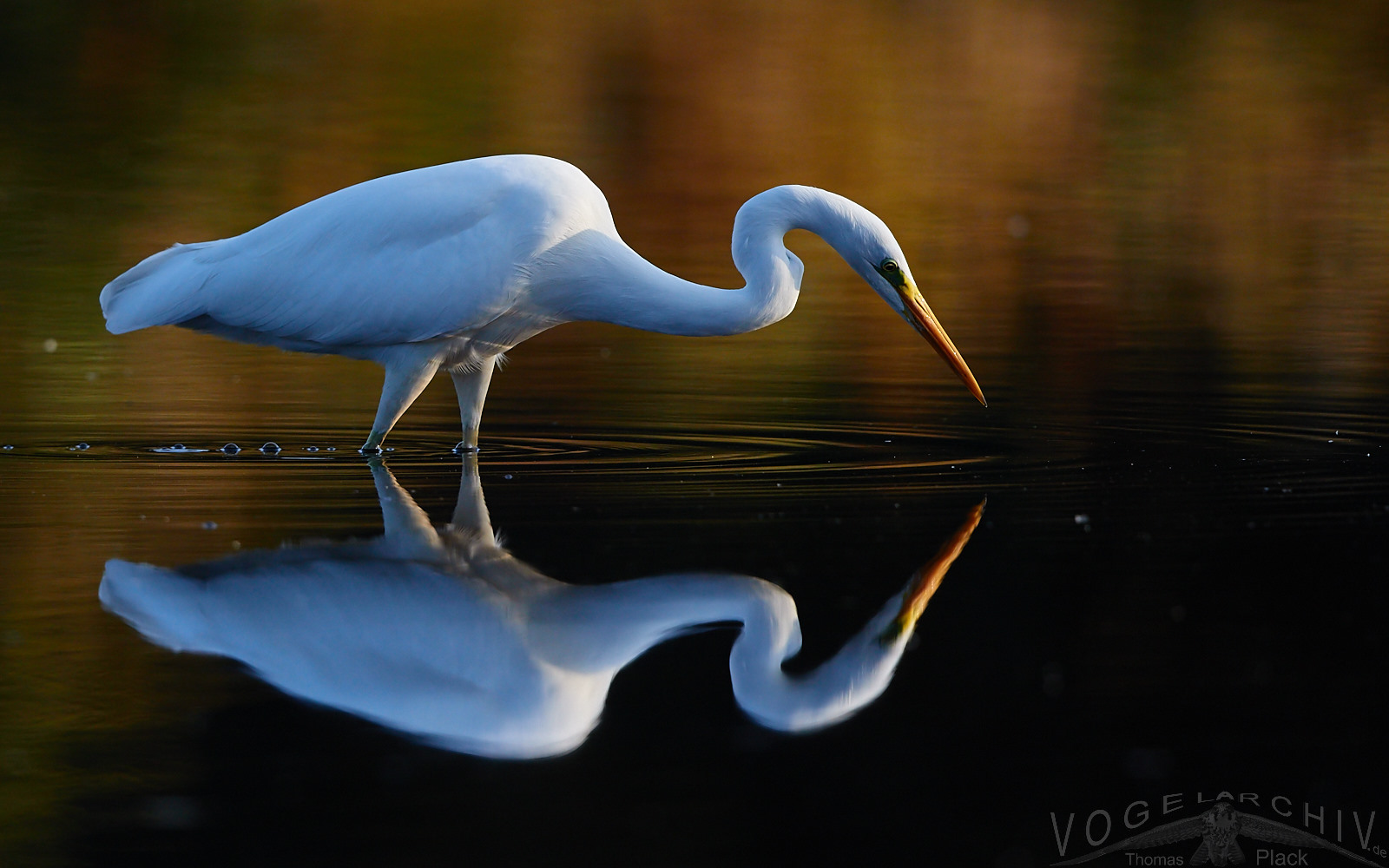 Spiegelreiher