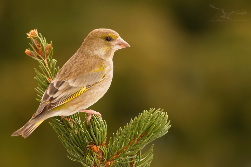 Carduelis Chloris