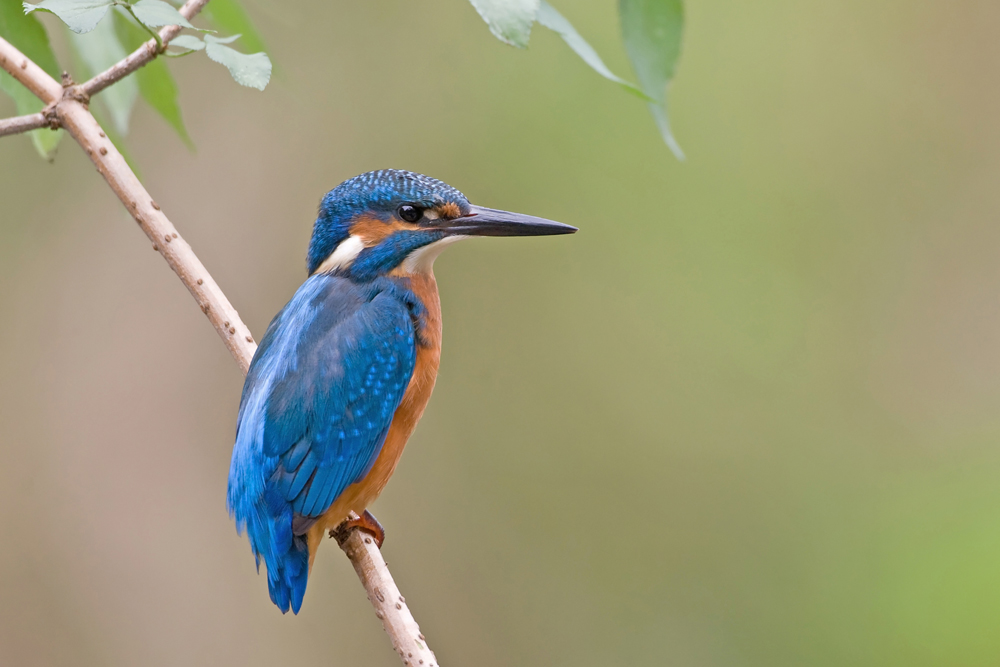 Junger Eisvogel