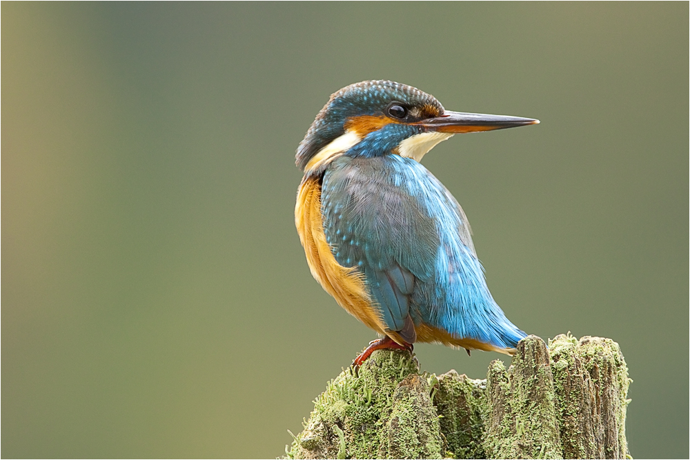 Eisvogel Weibchen