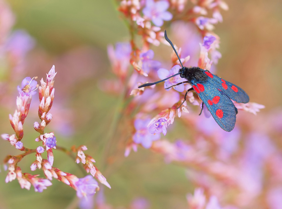 Widderchen auf Limonium