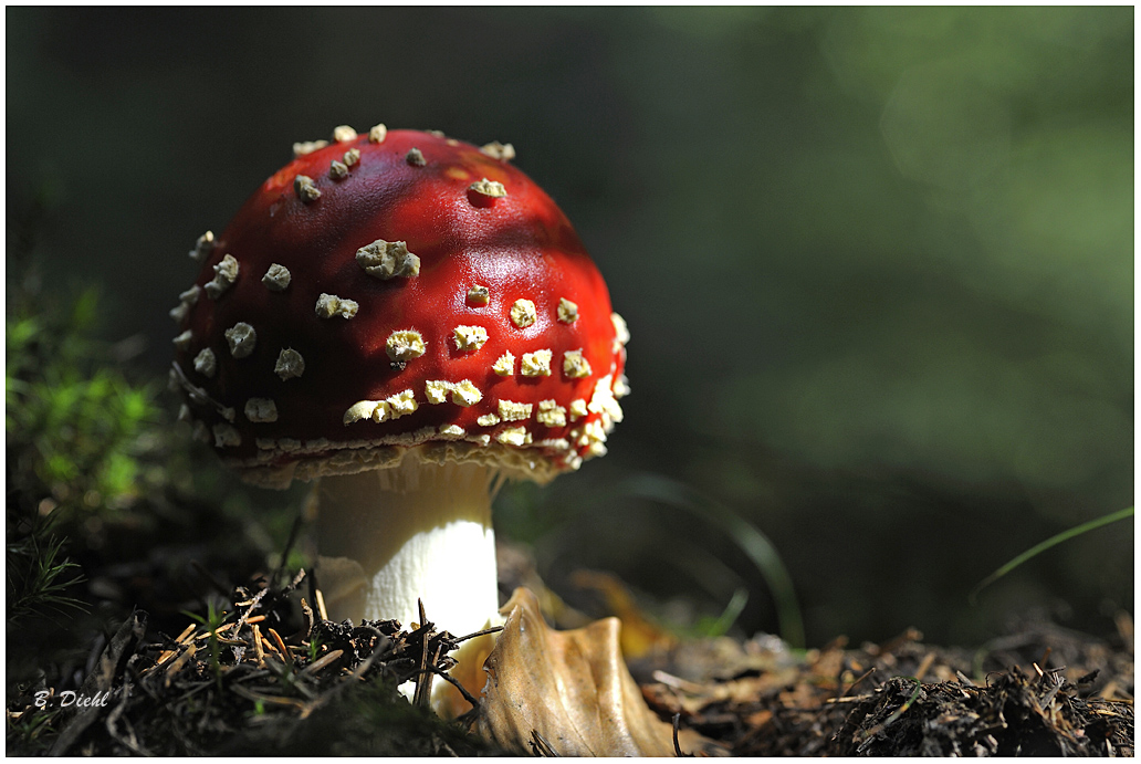 ein Männlein steht im Walde