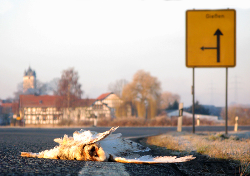 Vor der Haustür ...