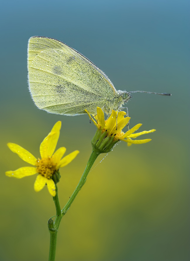 Kleine Kohlweißling (Pieris rapae)