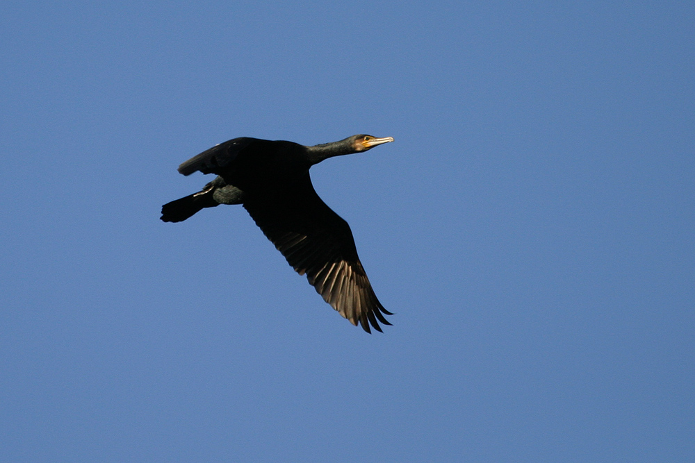 Kormoran