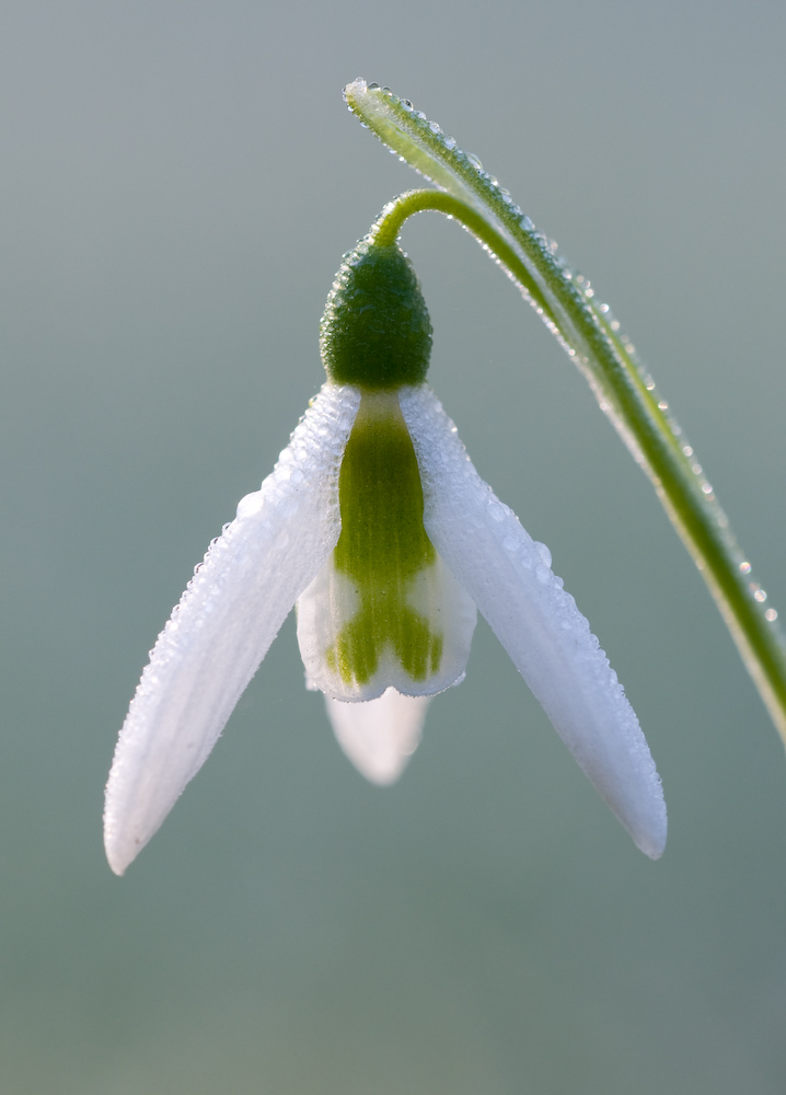 Schneeglöckchen