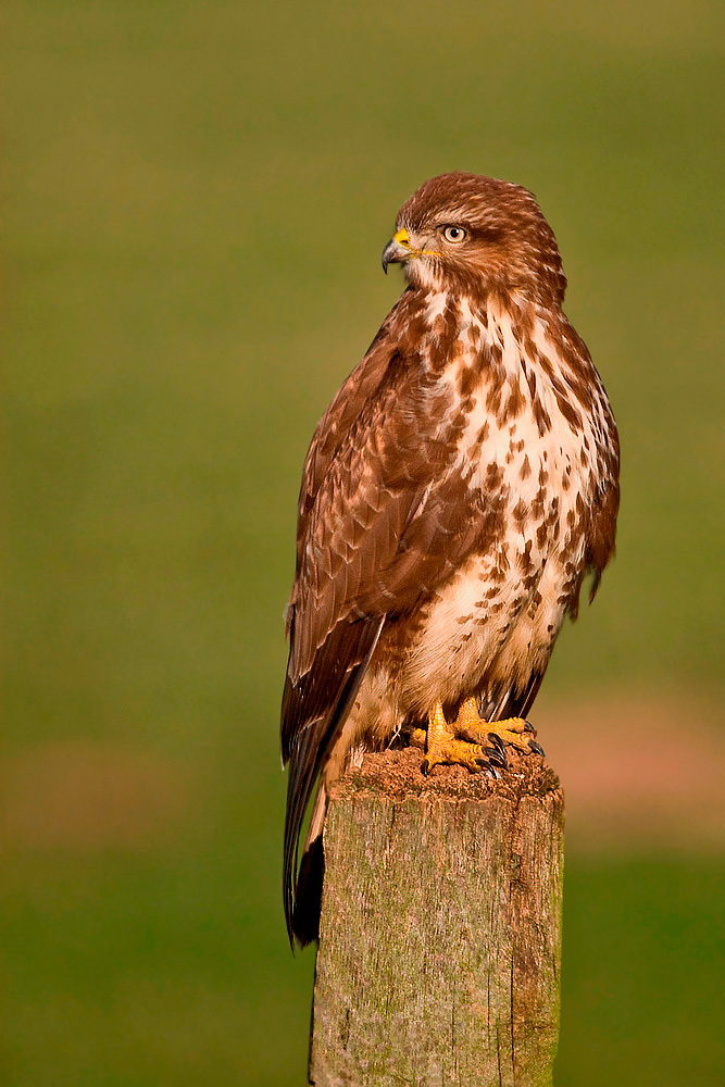 Bussard