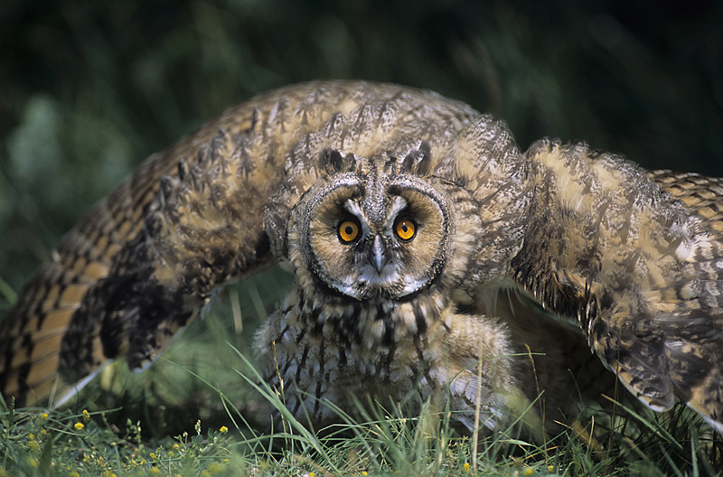 Waldohreule (Asio otus) / Long-eared Owl