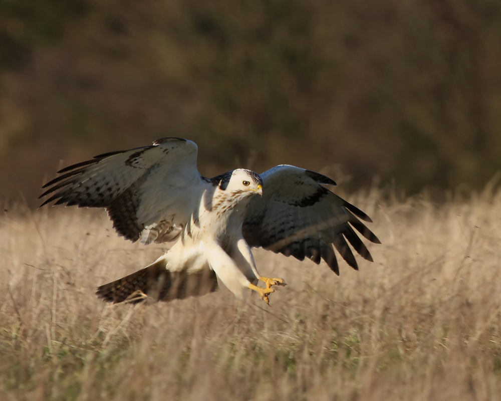 Bussard im Landeanflug