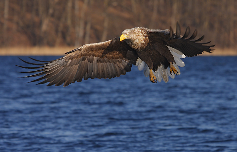 Seeadler im Anflug 2