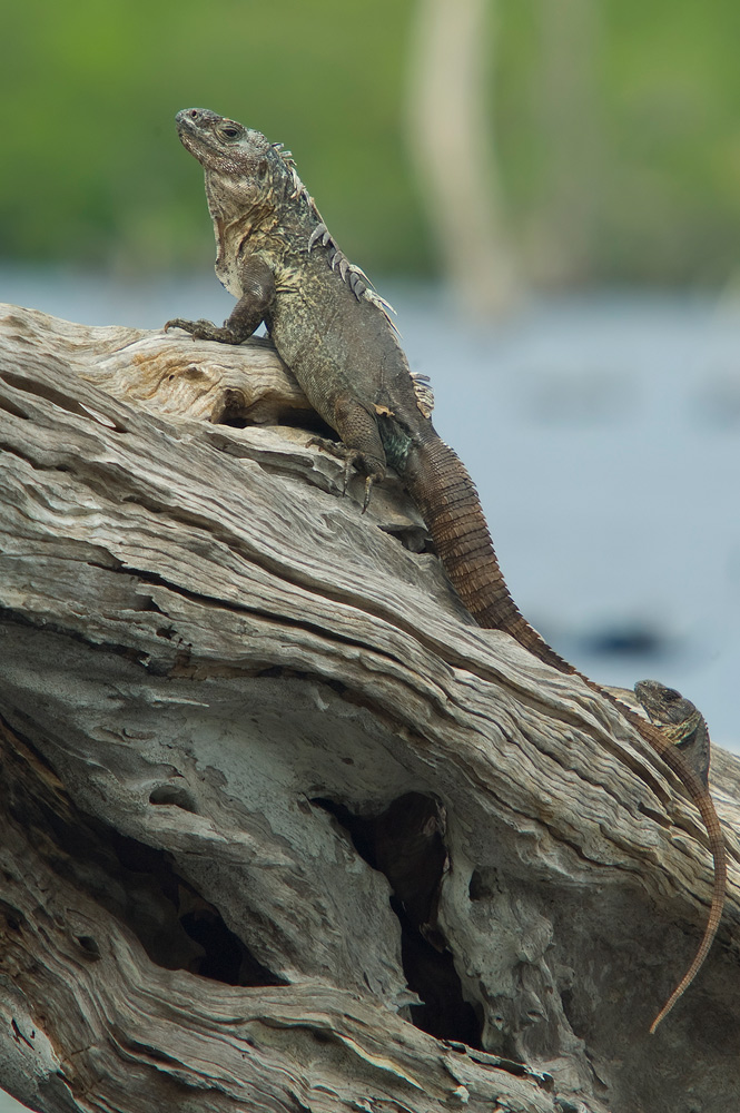 Utila-Leguan (Ctenosaura bakeri)