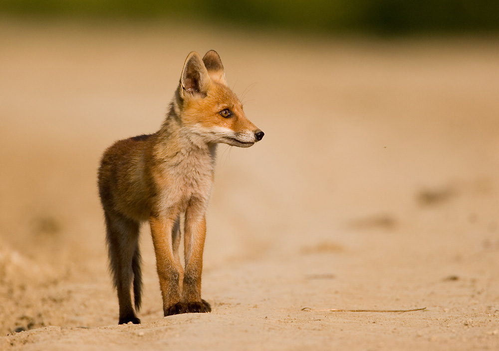 Vuk - der kleine Fuchs