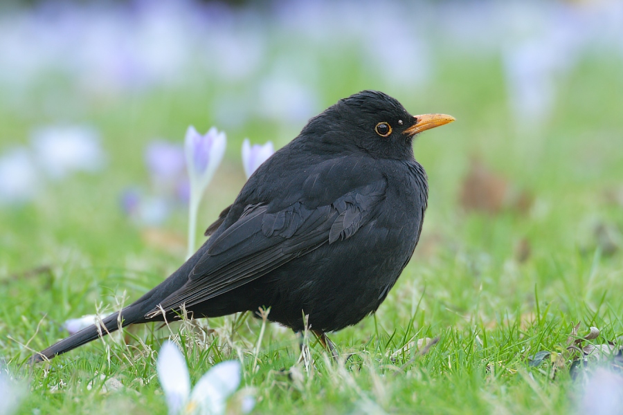 Amsel in der Krokuswiese