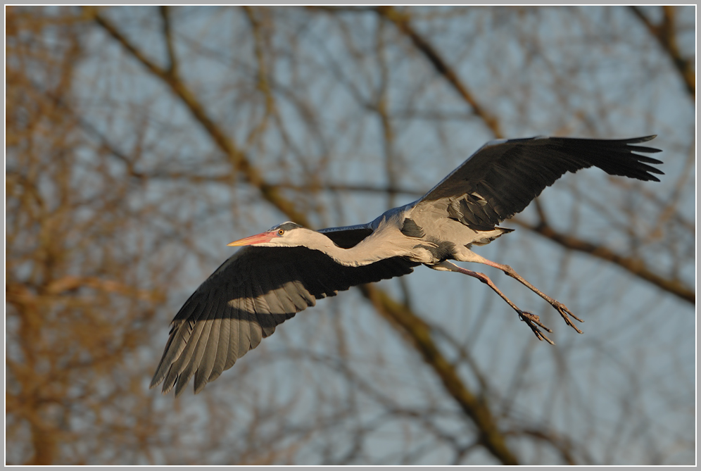 Graureiher (Ardea cinerea)