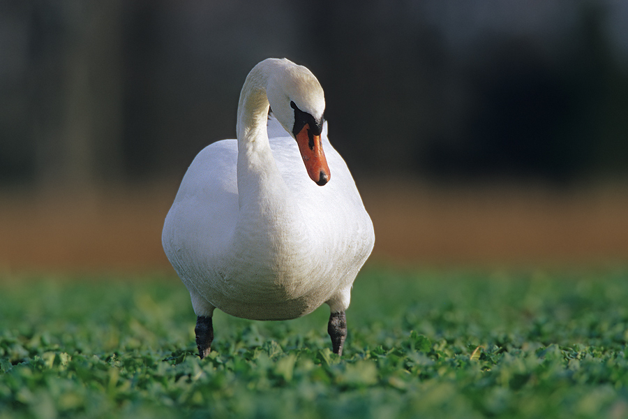 Höckerschwan (Cygnus olor)