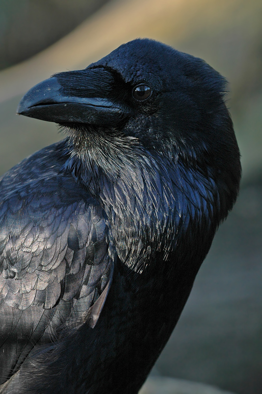 Corvus Corax