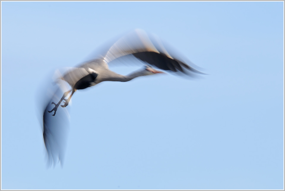 Wie eine Feder im Wind