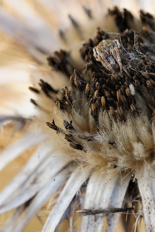 Silberdistel mit Spinne