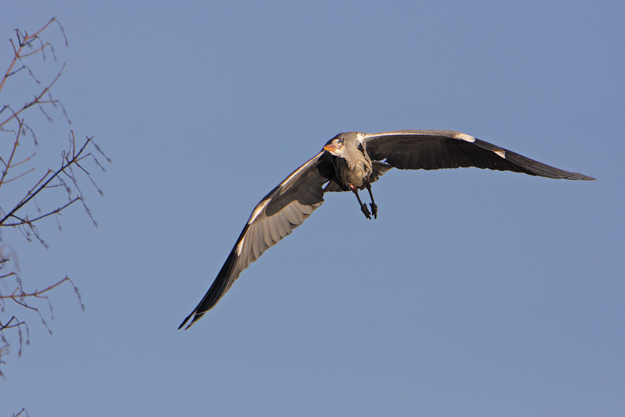 Anflug