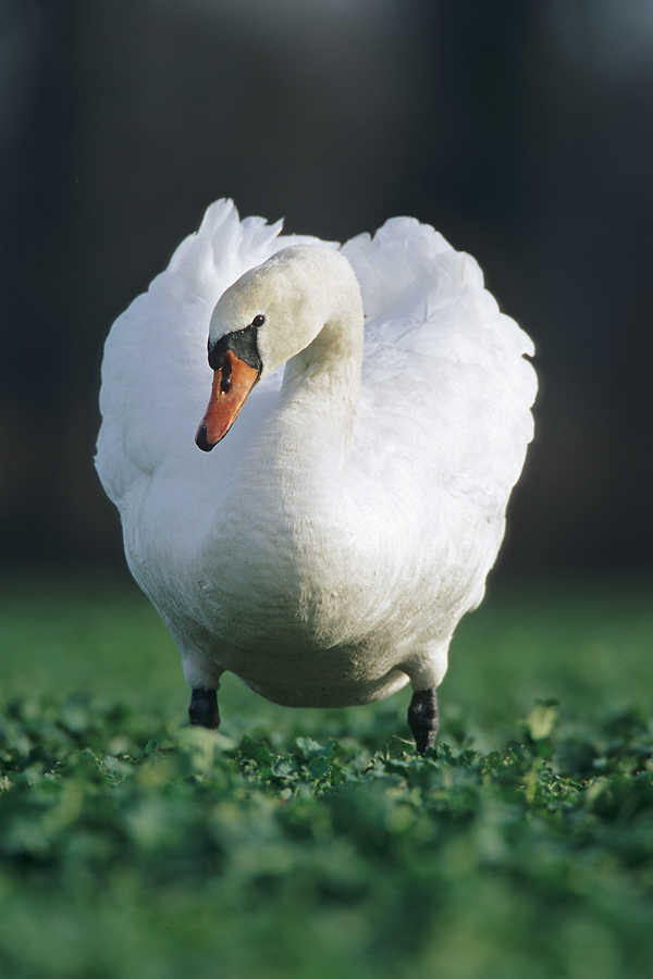 Höckerschwan (Cygnus olor)