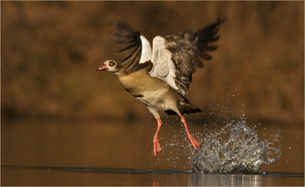 Nilgans