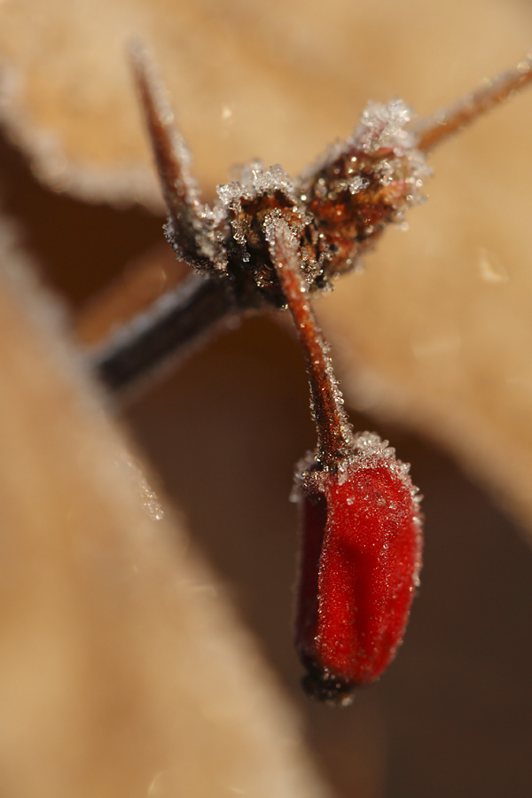 Noch ist Winter...