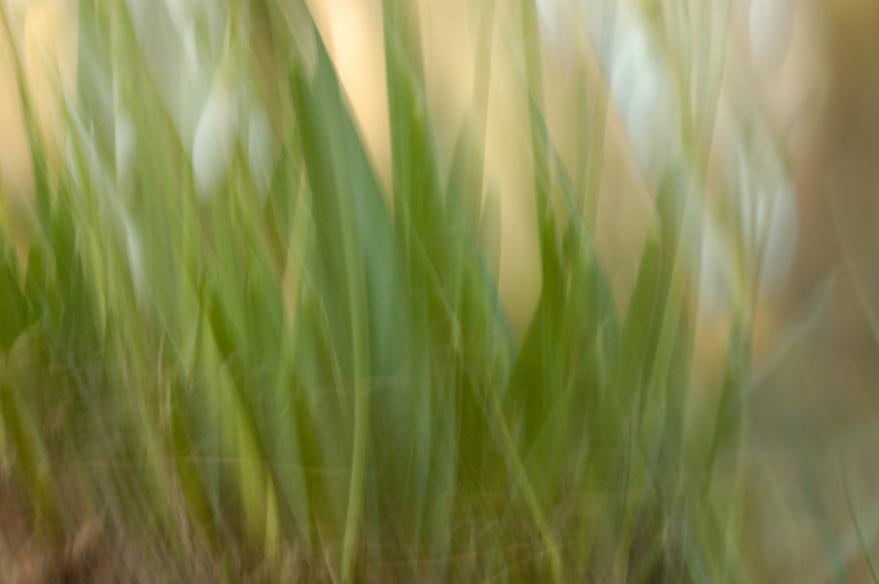 Galanthus-Wischer