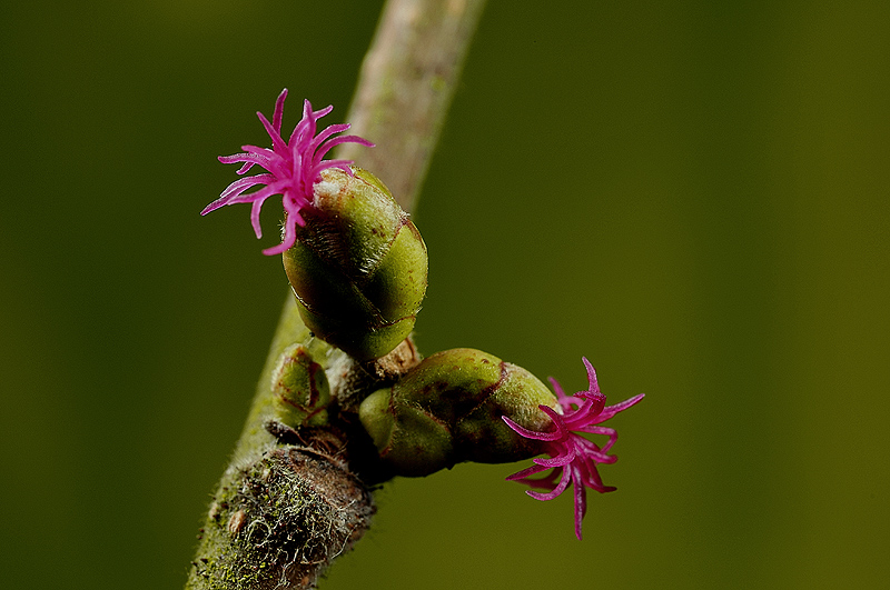 Weibliche Haselblüte