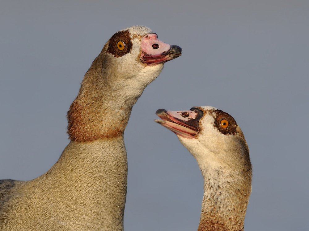 Nilgans (Alopochen aegyptiacus)