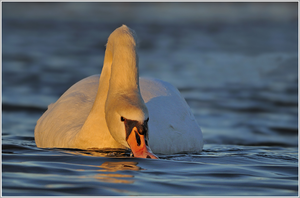 "Nur" ein Höckerschwan